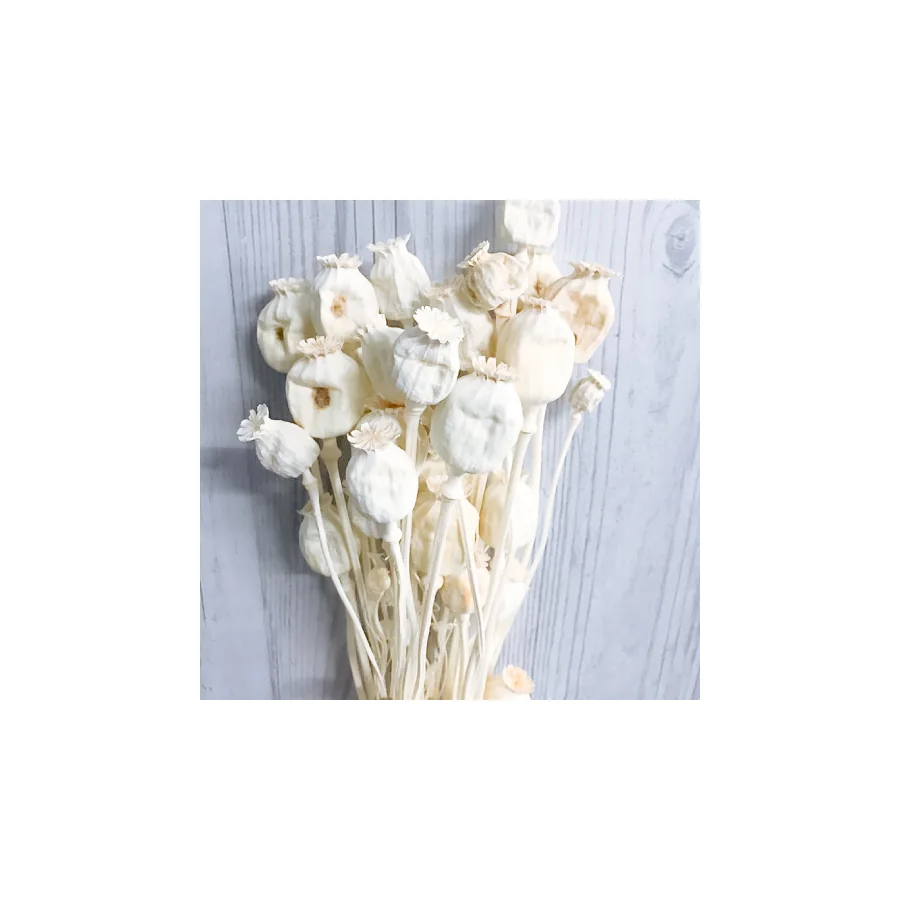 Papaver – per bunch — catalogue product